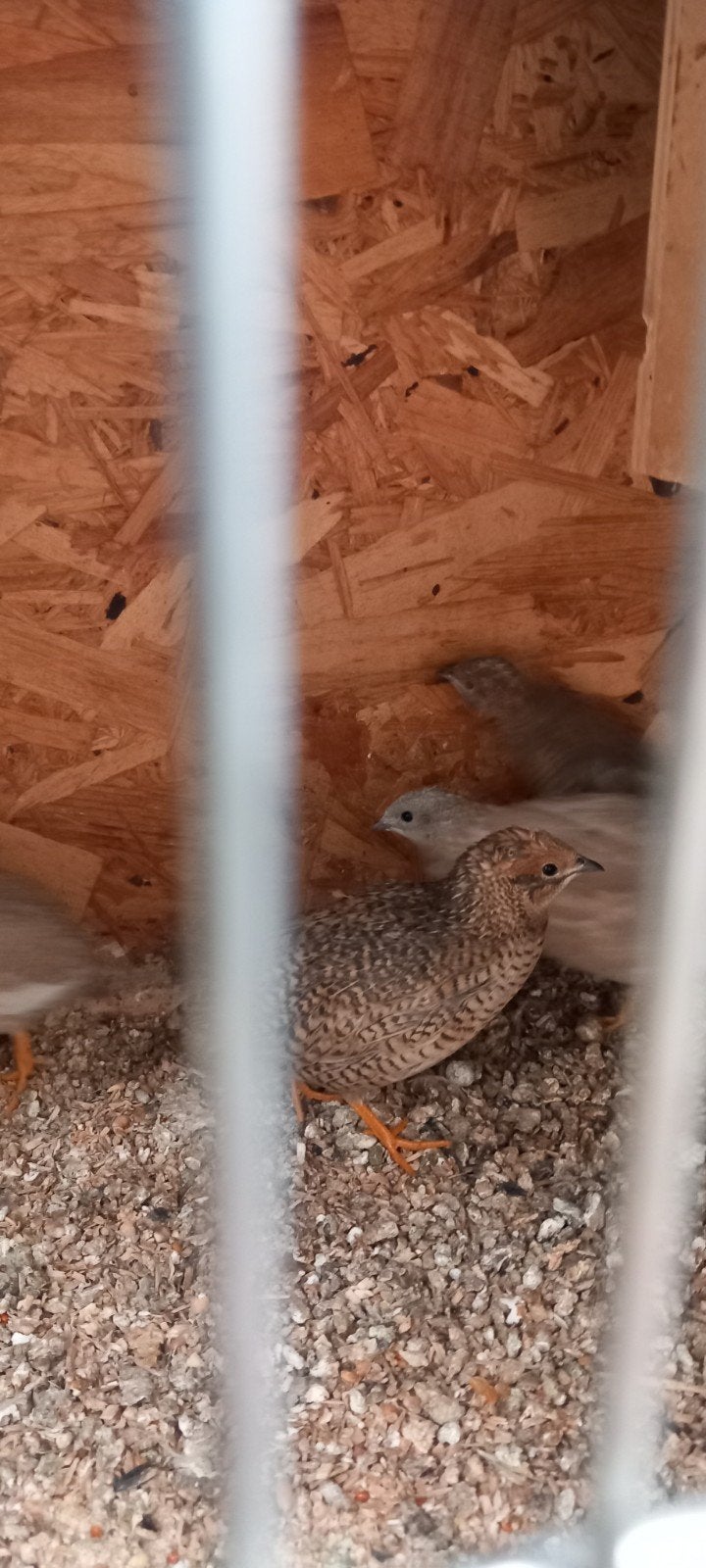 chineese kwartels trio, Dieren en Toebehoren, Meerdere dieren, Overige soorten