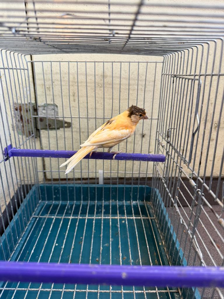 Canaris mâle 2025, Animaux & Accessoires