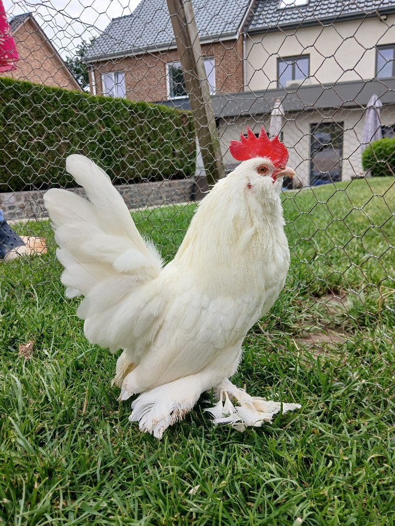 Ukkelse baardkriel haan, Poule ou poulet