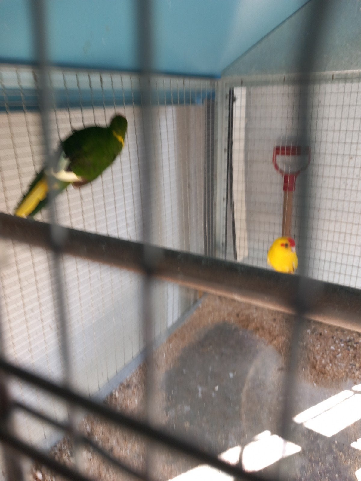 Johan, Dieren en Toebehoren, Geringd