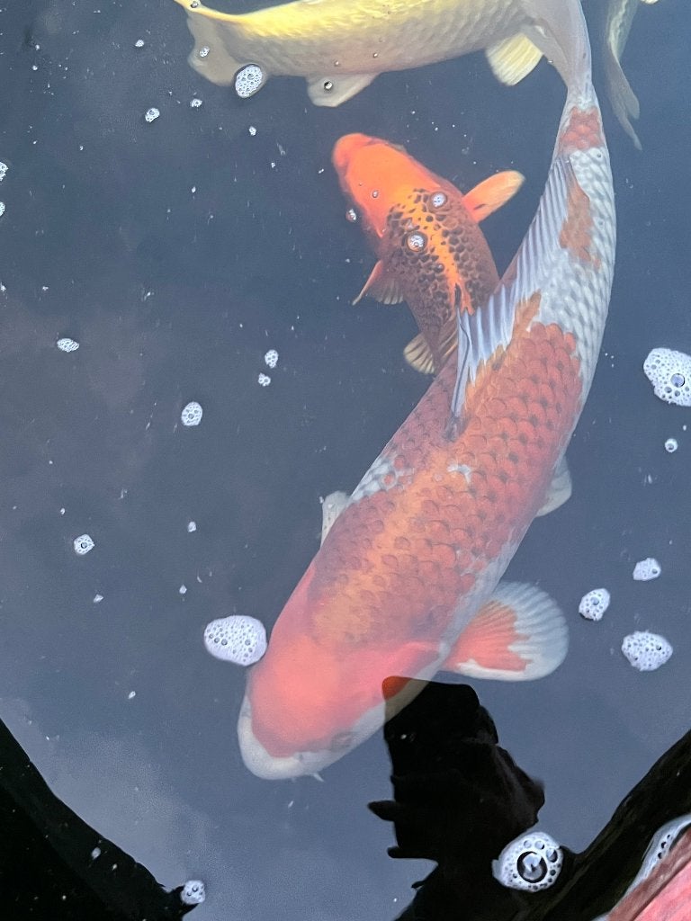 Magnifique jeu Ochiba 60cm, Carpe ou Koï