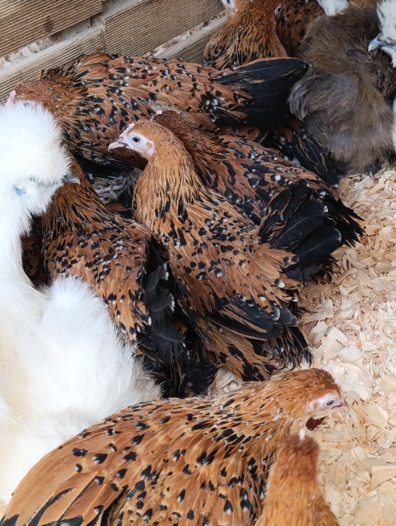 poule de sable , cochin, poule soie, padoue et bien d'autres, Femelle, Poule ou poulet