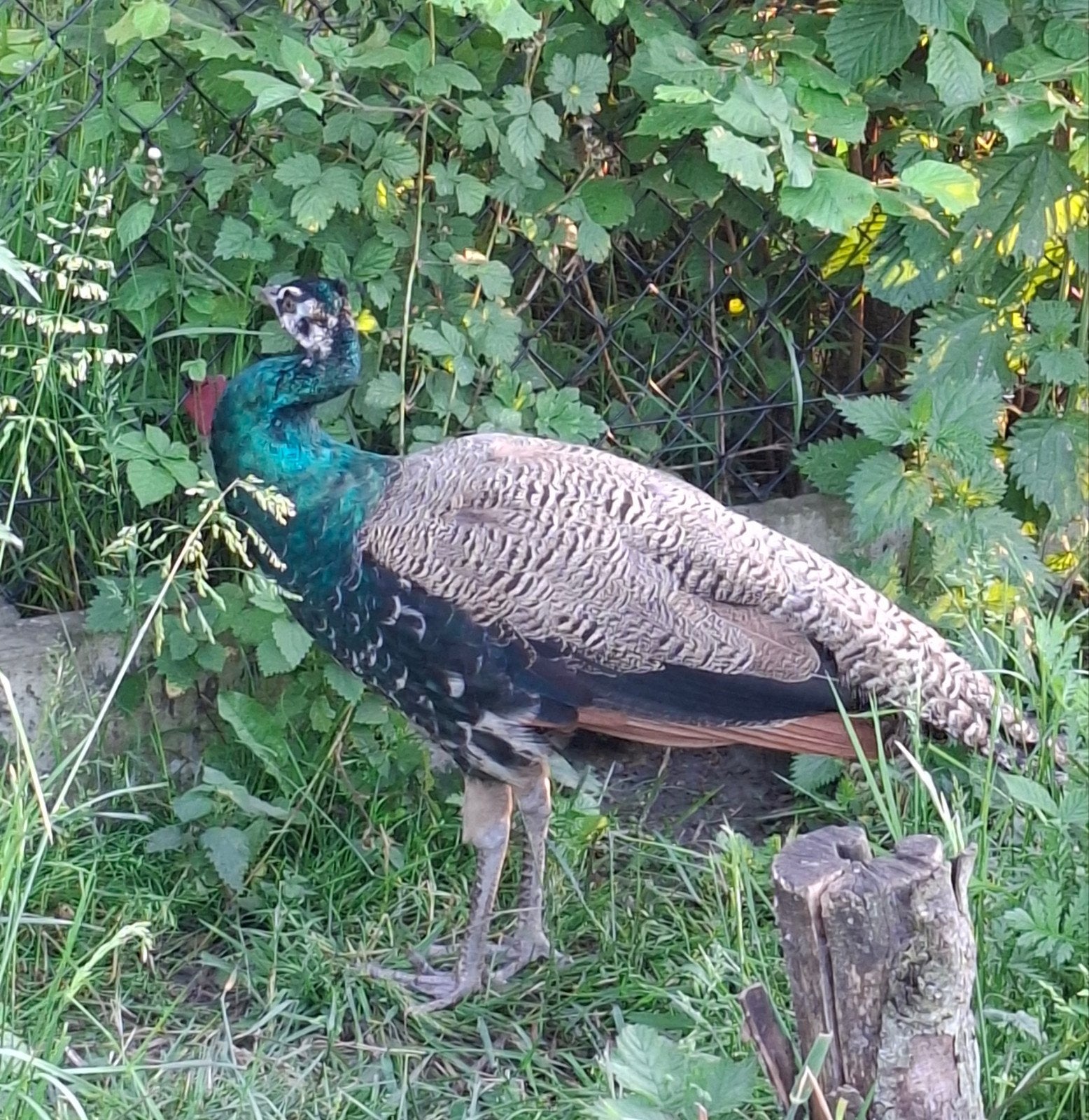Haan zoekt nieuwe thuis, Dieren en Toebehoren, Pluimvee