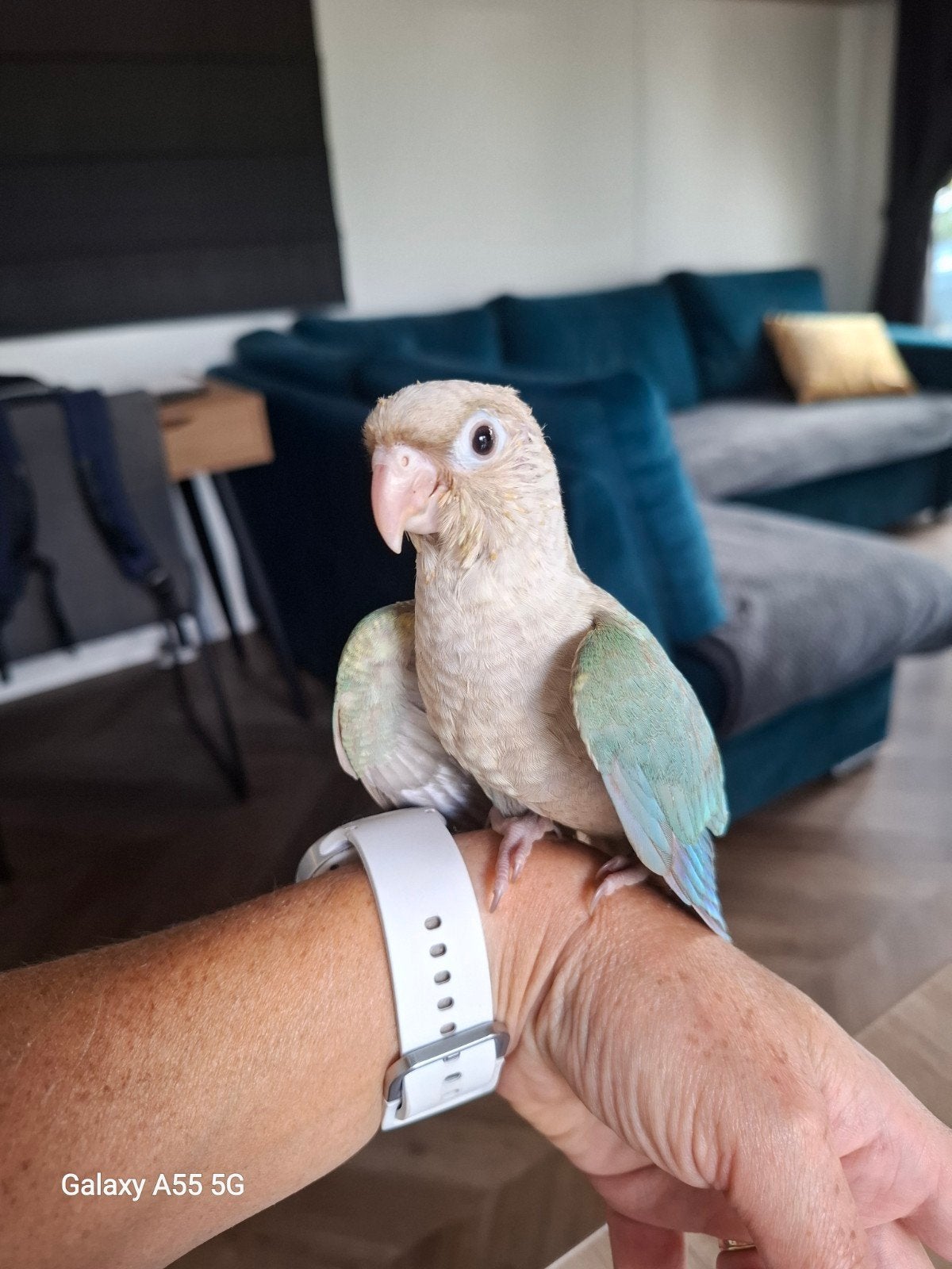 Bélier Pyrrhura, Animaux & Accessoires