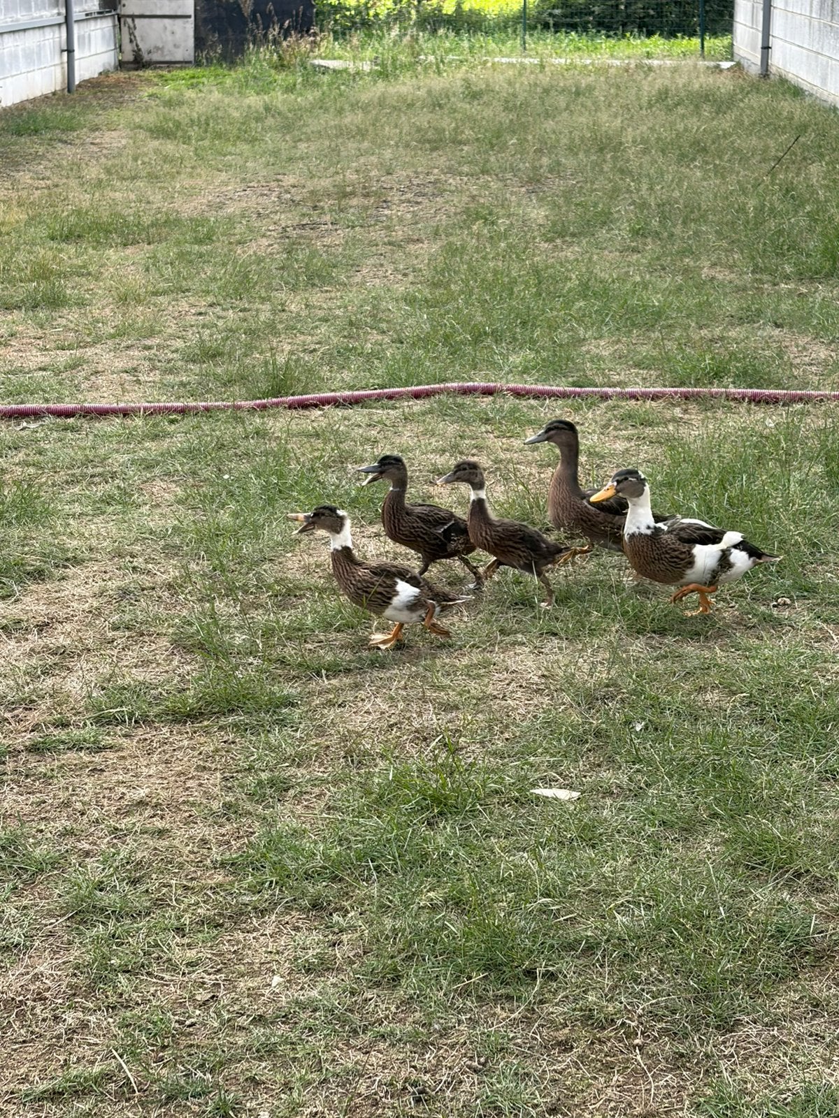 Wilde eenden, Dieren en Toebehoren, Pluimvee