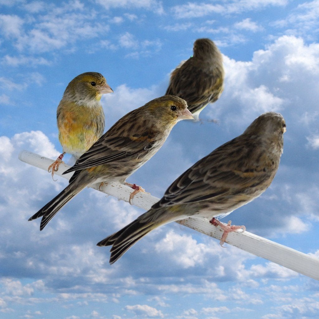Kanaries, Dieren en Toebehoren