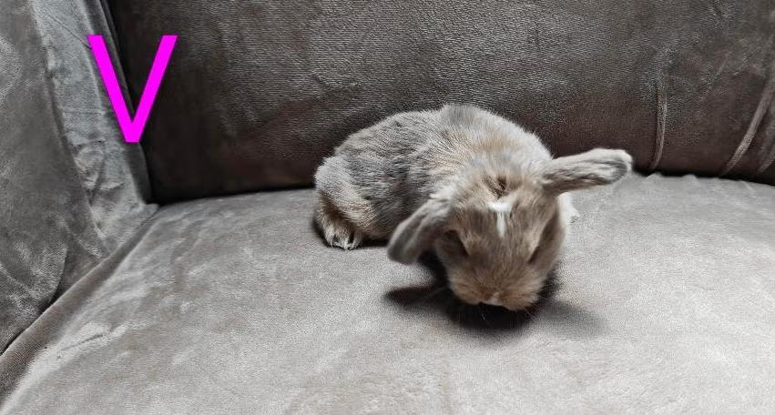 Minilop, Dieren en Toebehoren, Konijnen, Meerdere dieren, Klein, Hangoor, 0 tot 2 jaar