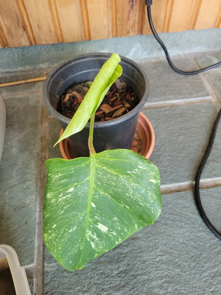 Monstera variegated albo plante, Maison & Meubles, Plantes d'intérieur, Plante potagère, En pot, Moins de 100 cm, Enlèvement