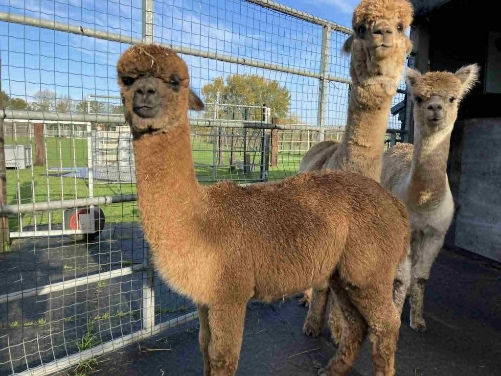 jong bruin hengstje, Dieren en Toebehoren, Schapen, Geiten en Varkens, Mannelijk, 0 tot 2 jaar