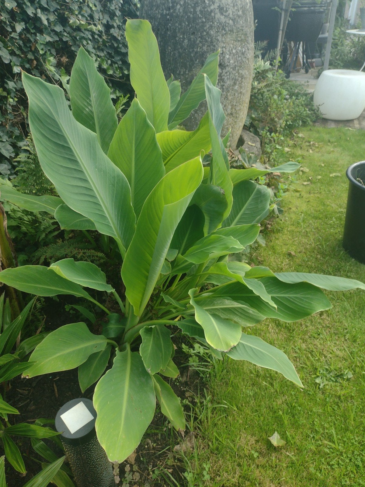 Lotus bananenplant, Tuin en Terras, Ophalen