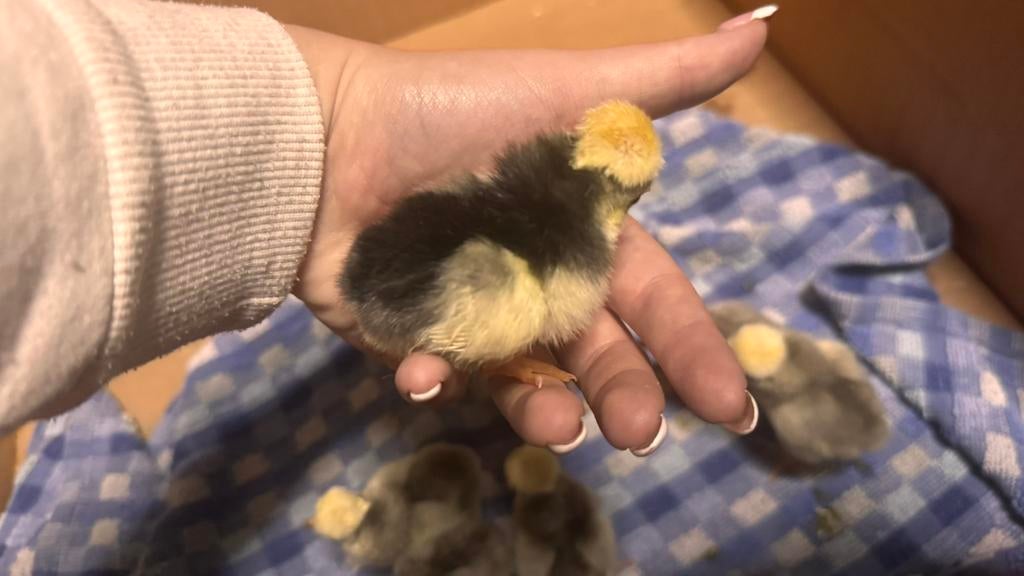 Hollandse kuifhoen kuikens, Dieren en Toebehoren, Pluimvee