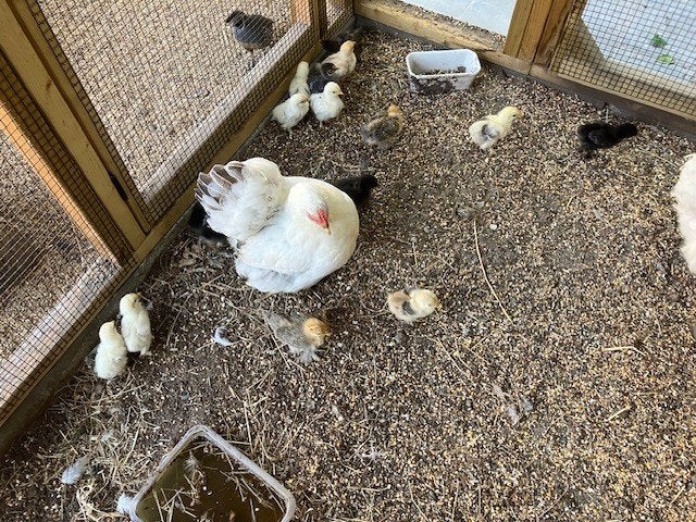 Cochin krielkippen, Sexe inconnu, Poule ou poulet