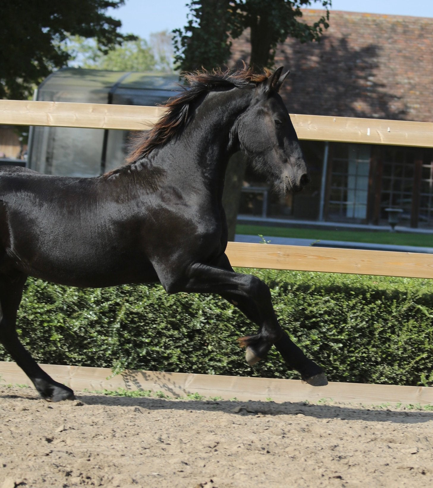 Poulain à frire à vendre Kees 531AAA, Étalon, Avec pedigree, 0 à 2 ans