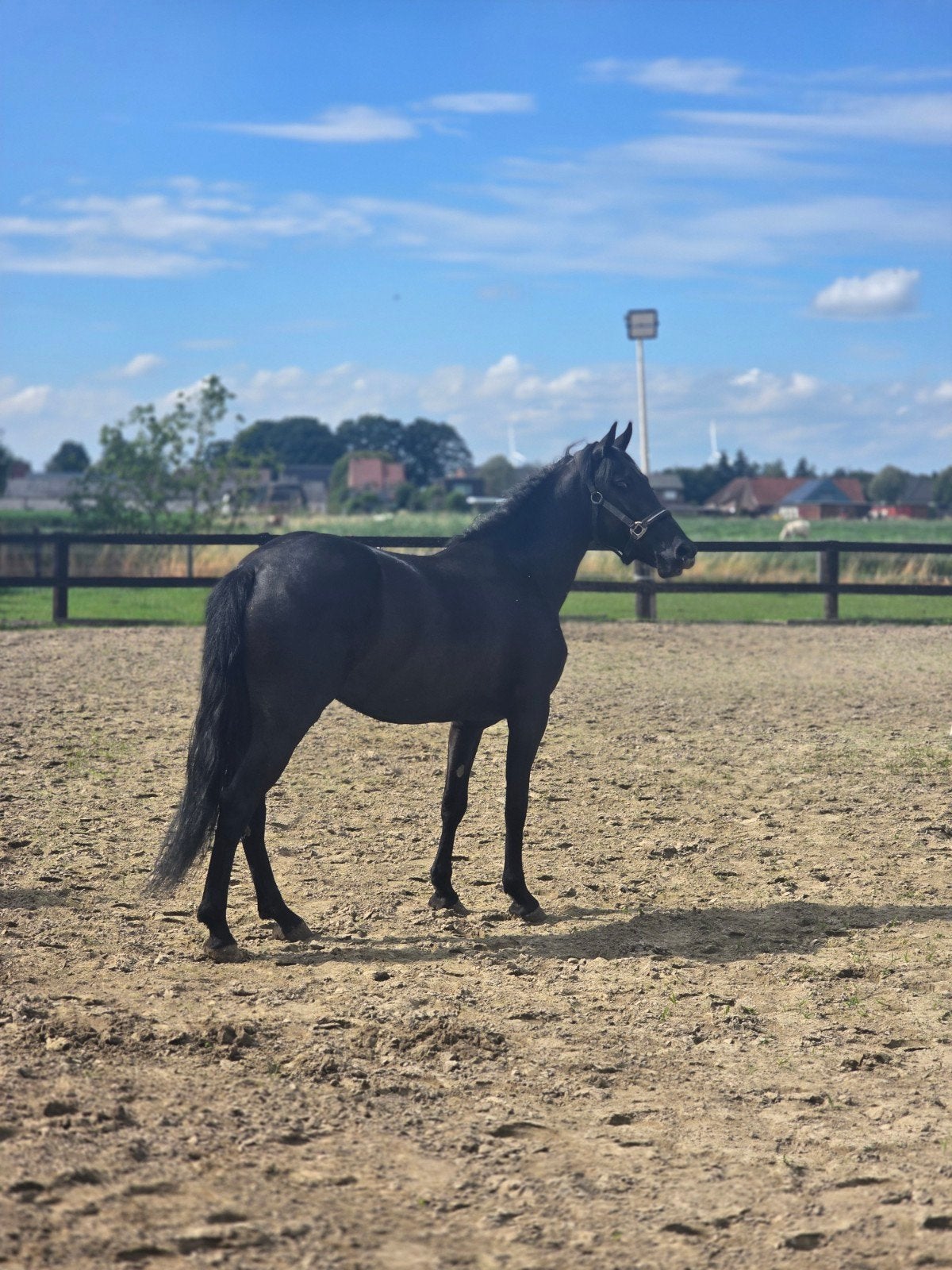 Grote D pony merrie, Animaux & Accessoires, Jument