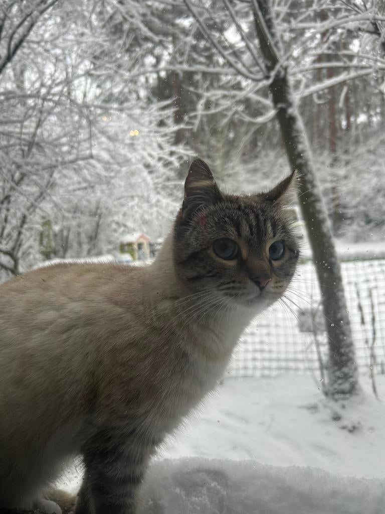 Wij zoeken een nieuw baasje, Dieren en Toebehoren, Poes, Gechipt, 0 tot 2 jaar