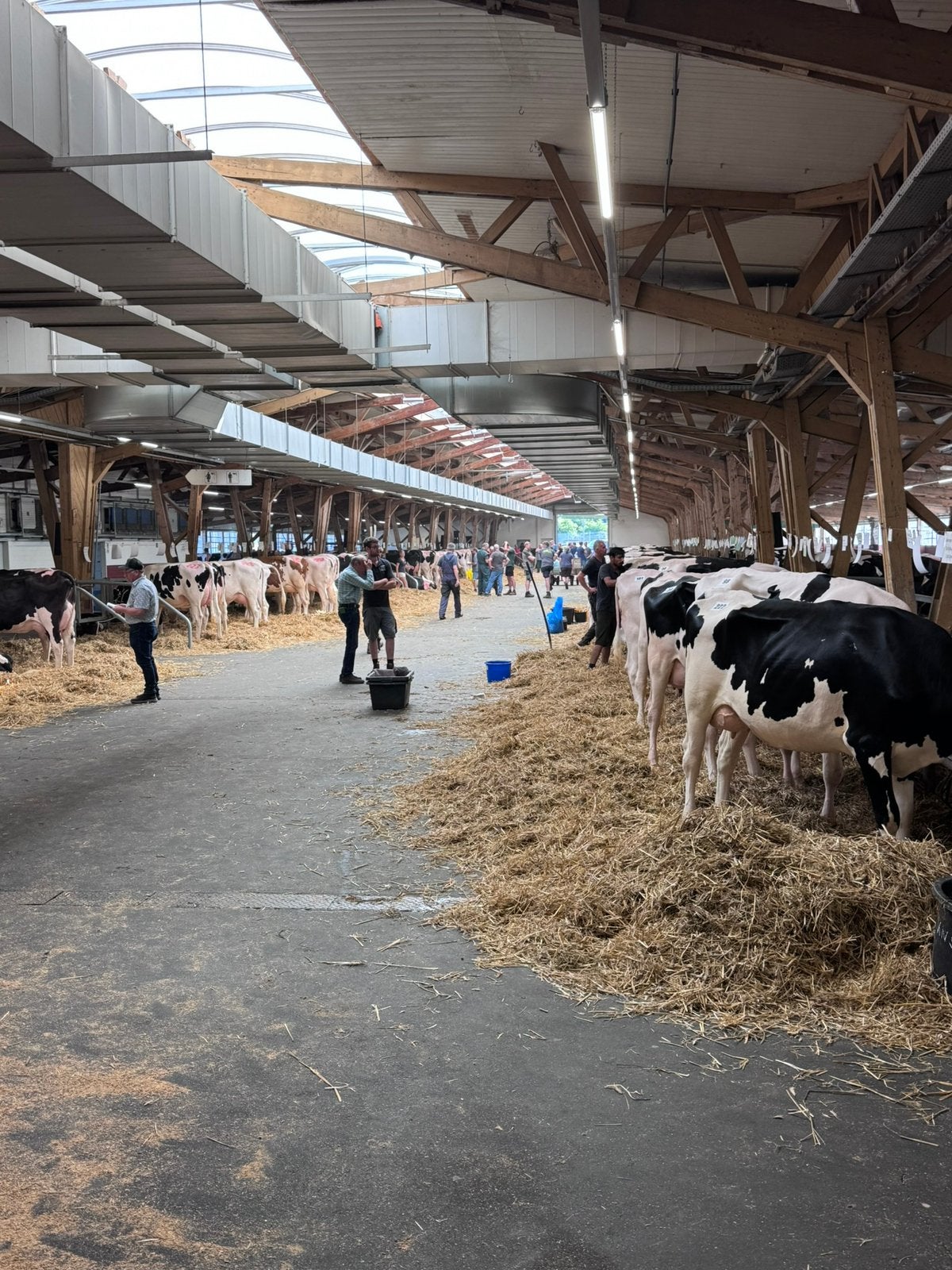 Vente aux enchères du mercredi 5 août à Osnabrück, Animaux & Accessoires, Femelle, 0 à 2 ans