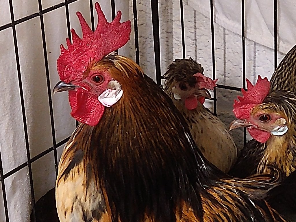 Brabants kriel - zeldzame Belgische krielkip, Meerdere dieren, Kip
