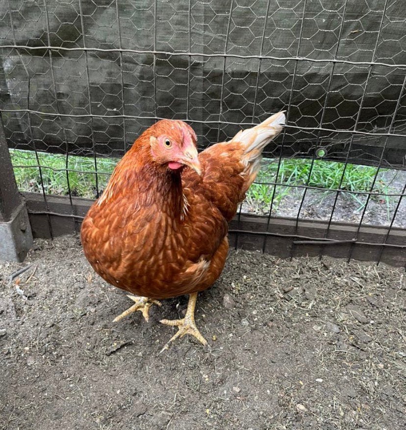Bruine legkip, Dieren en Toebehoren