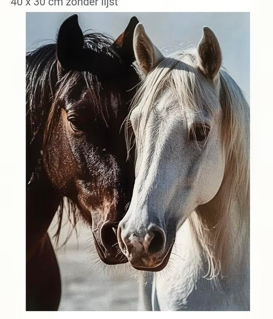 Paardenspullen allerhande., Dieren en Toebehoren