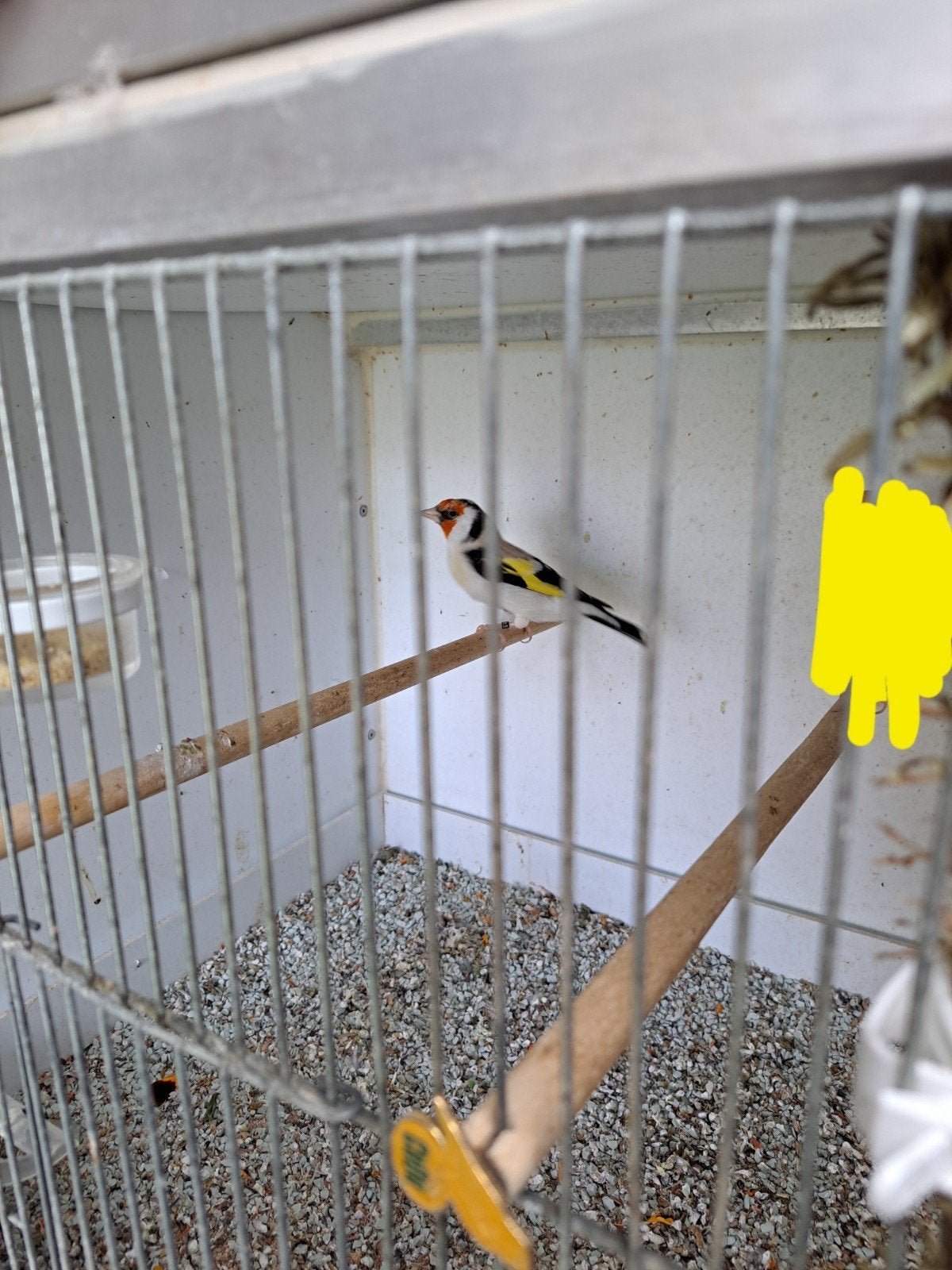 a vendre couple de chardonnerets :320€, Animaux & Accessoires, Mâle
