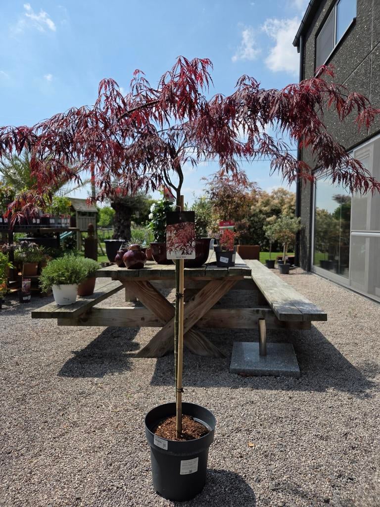 Acer Palmatum Garnet op stam, Tuin en Terras, Planten | Bomen, Ophalen