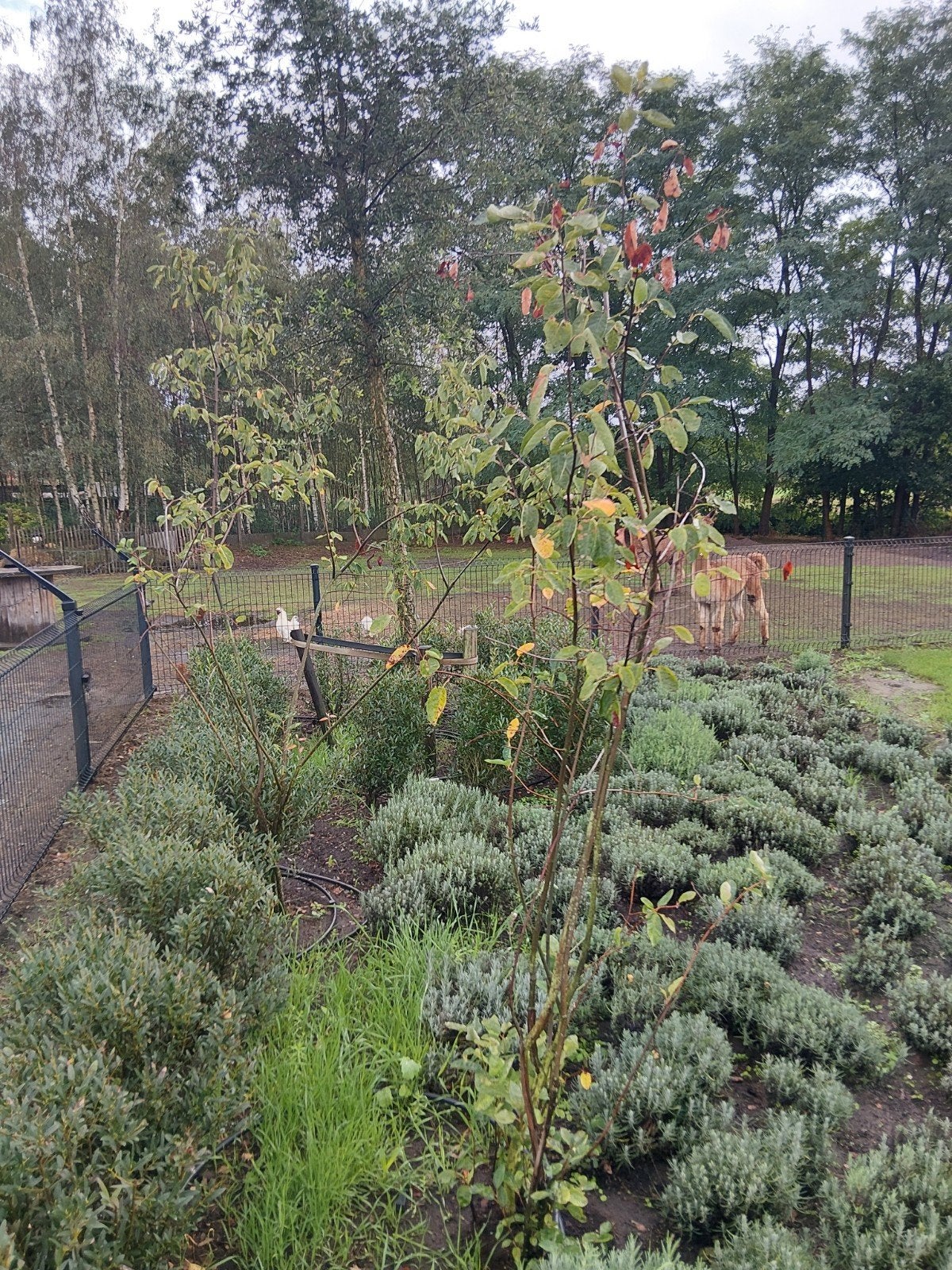 krentenboom, Tuin en Terras, Ophalen