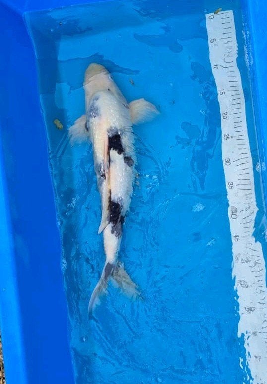 Japanse Koi vijvervis 45cm mannetje metaalglans, Dieren en Toebehoren