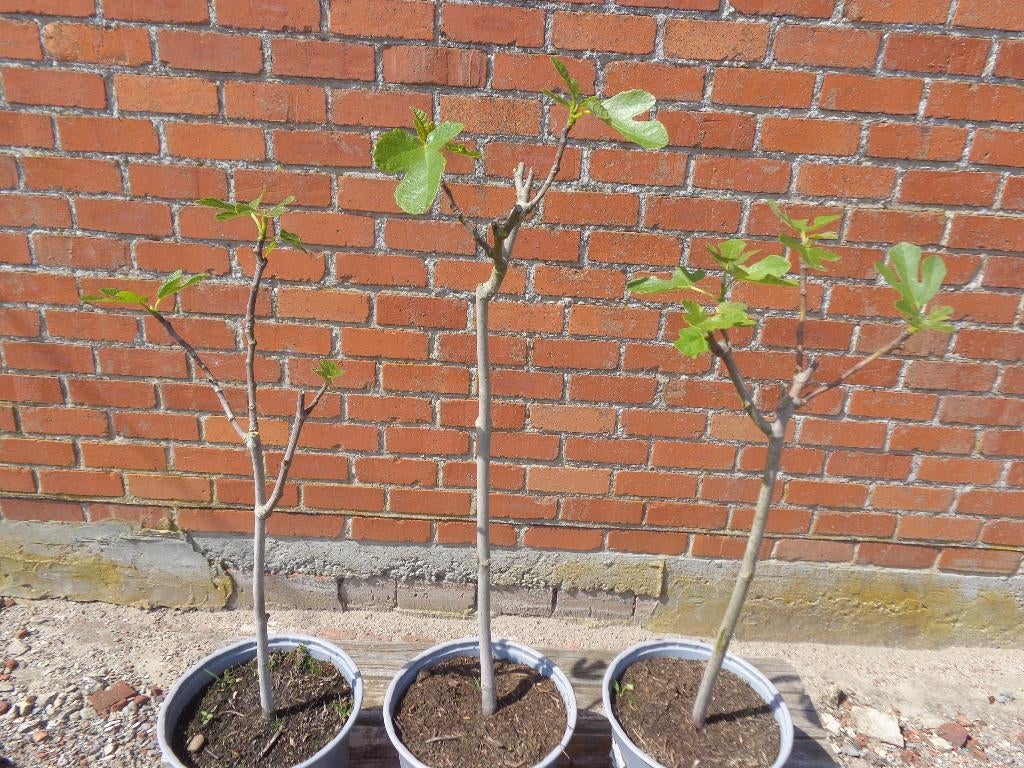 Vijg Brown Turkey, Tuin en Terras, Planten | Fruitbomen, Ophalen, In pot