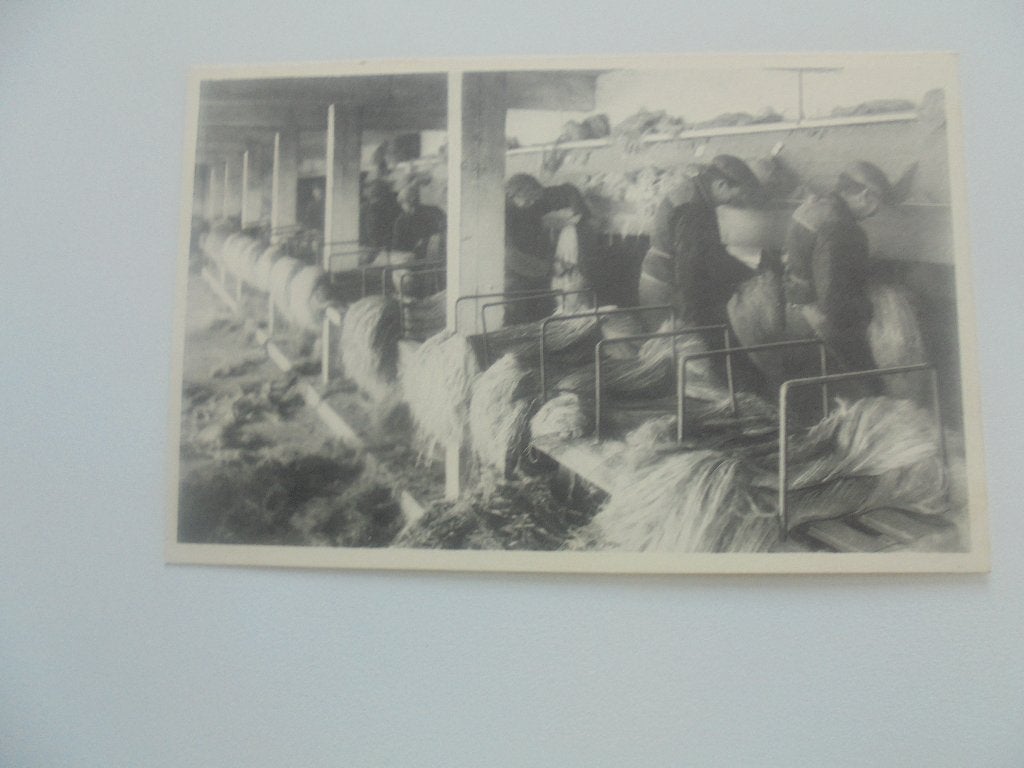 vlasteelt- vlaszwingelen op de sterremolen, Verzamelen, Postkaarten | België, Verzenden, 1920 tot 1940, Ongelopen, West-Vlaanderen