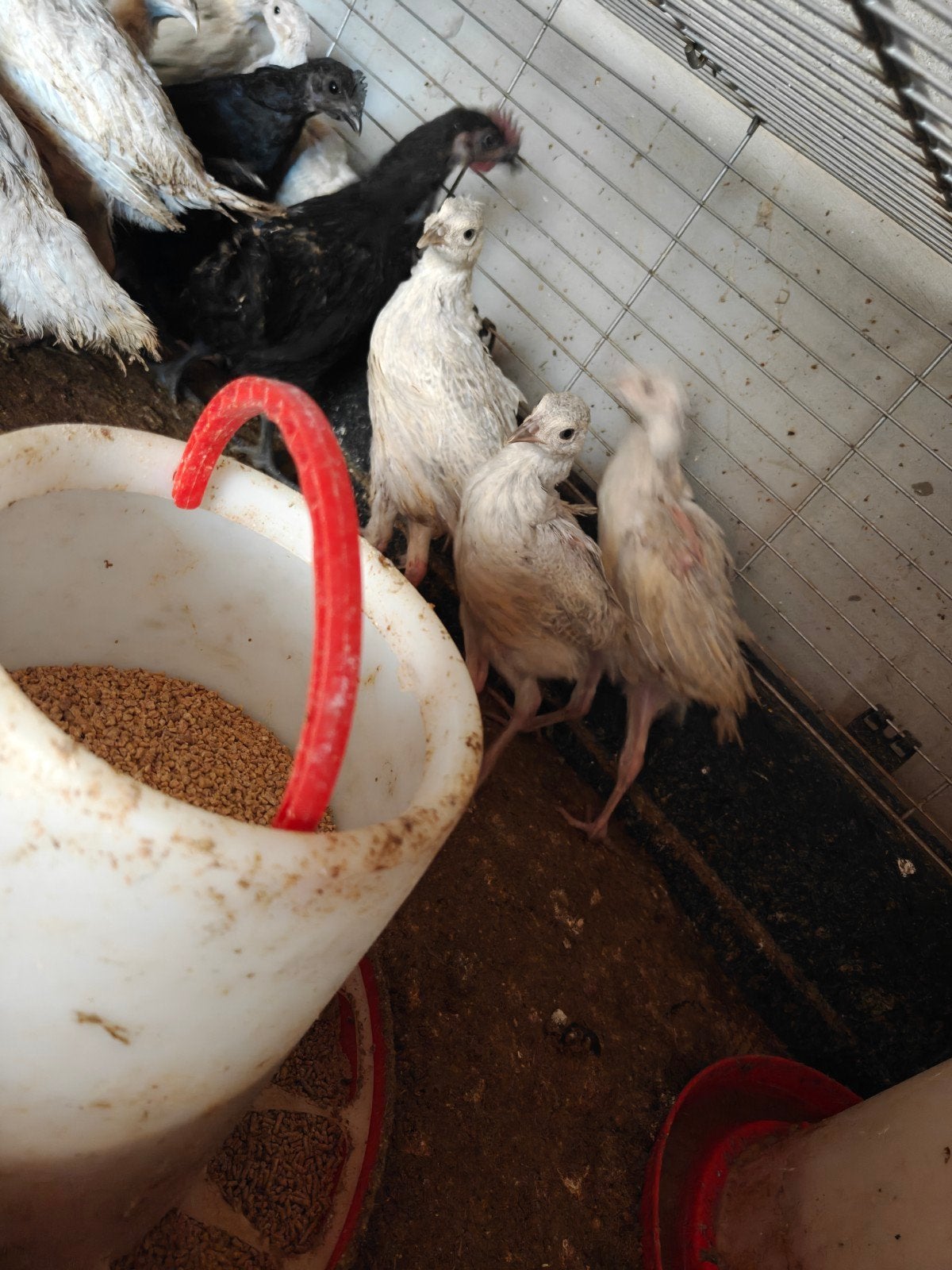 Kuikens opaal/zilverkleurige bosfazant beschikbaar, Dieren en Toebehoren, Pluimvee, Geslacht onbekend