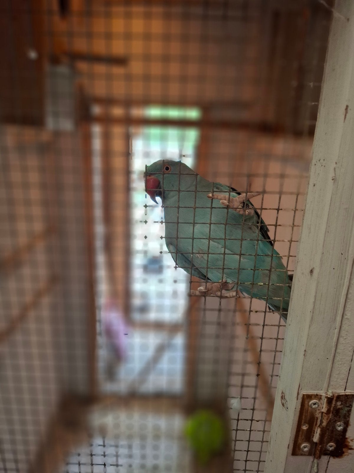 Twee halsbanden te koop van vorig jaar, Dieren en Toebehoren