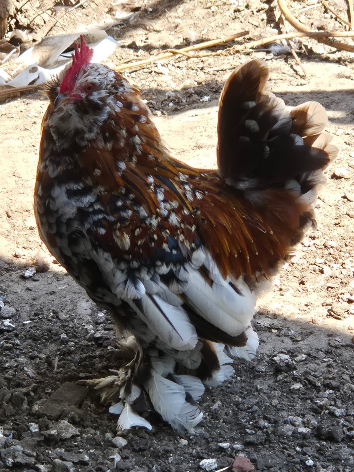 ukkelse baardkriel duizend kleur, Dieren en Toebehoren, Pluimvee