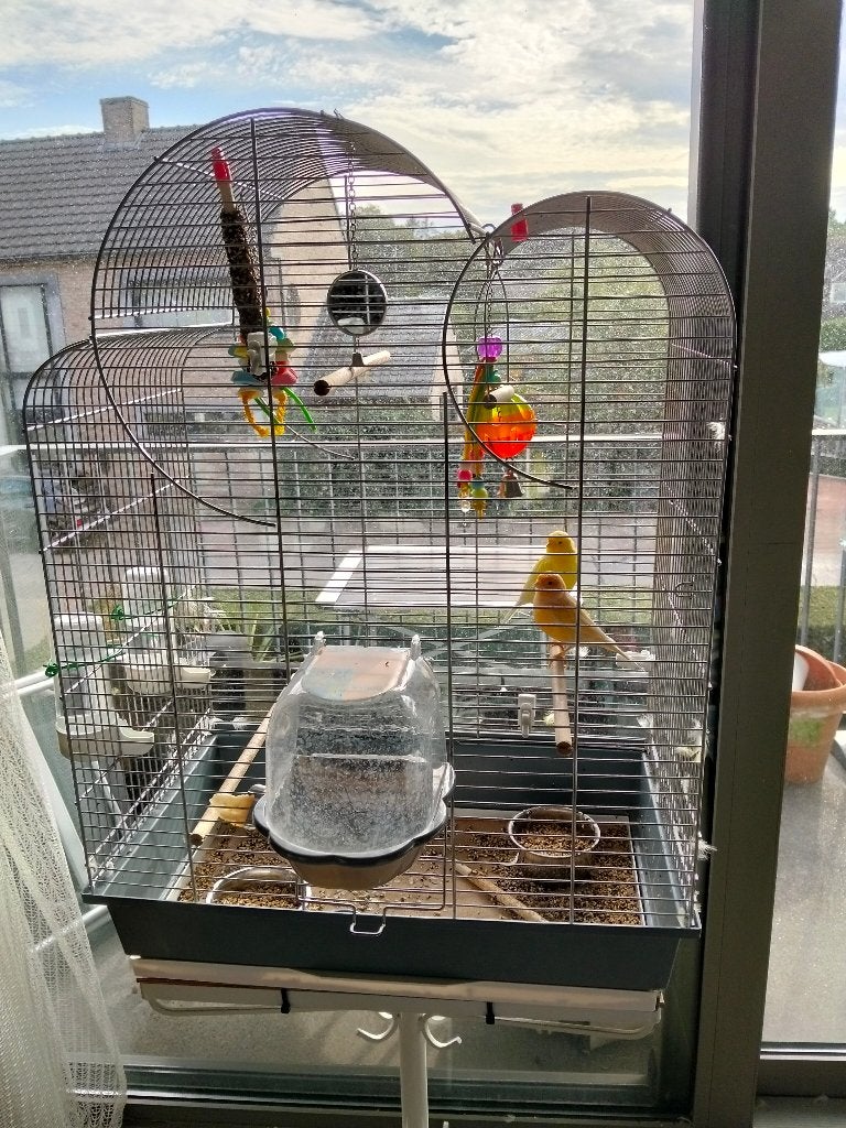 vogels, Mâle, Canari chanteur