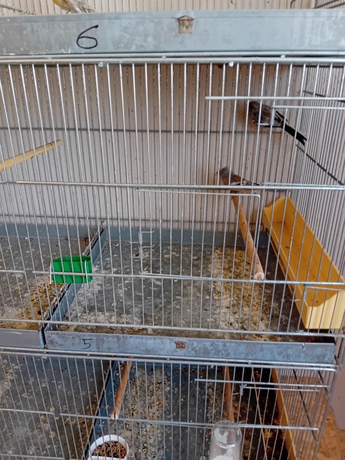 koppel meesgoudvinken, Dieren en Toebehoren