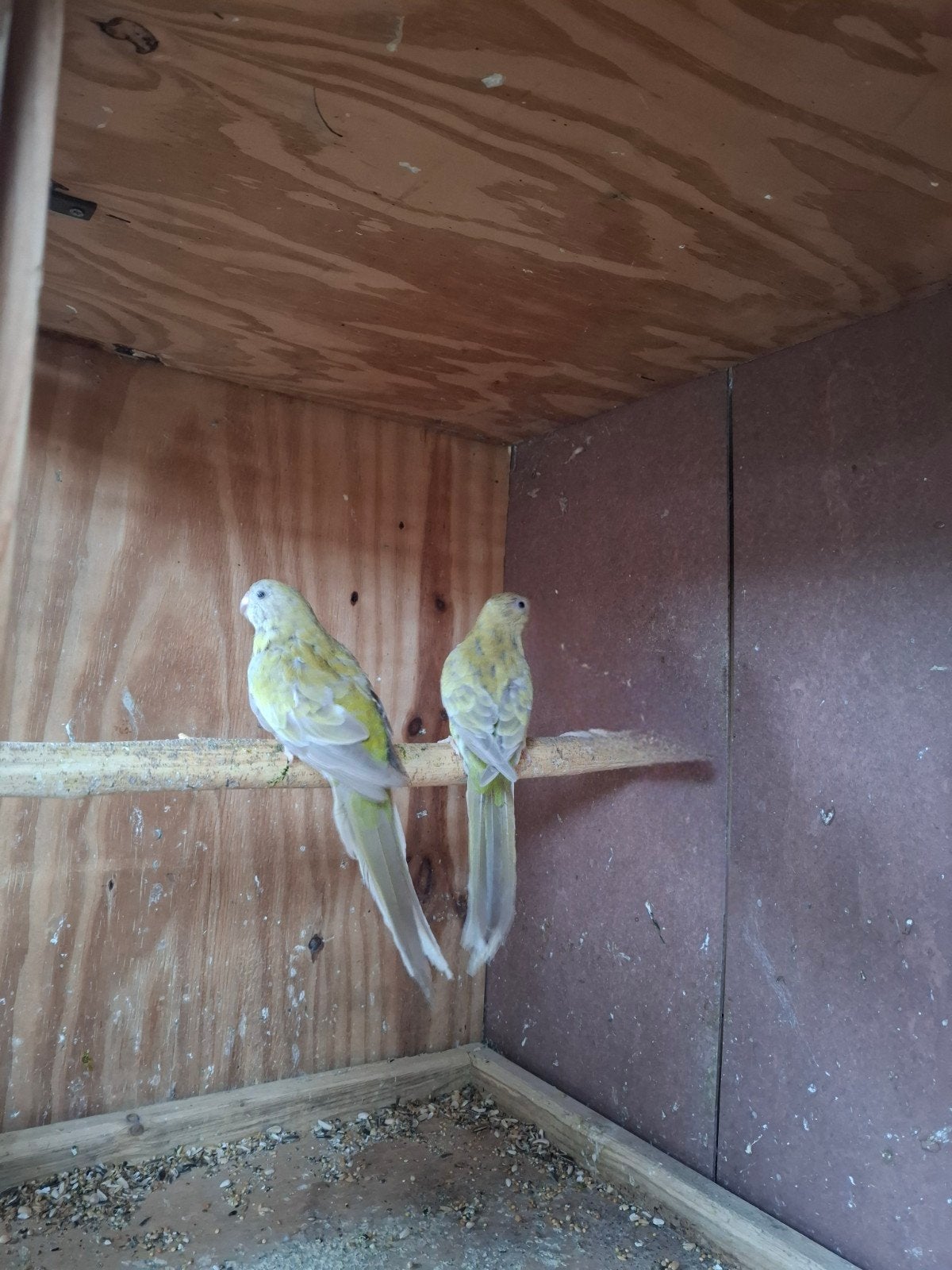 roodruggen nog 3 poppen