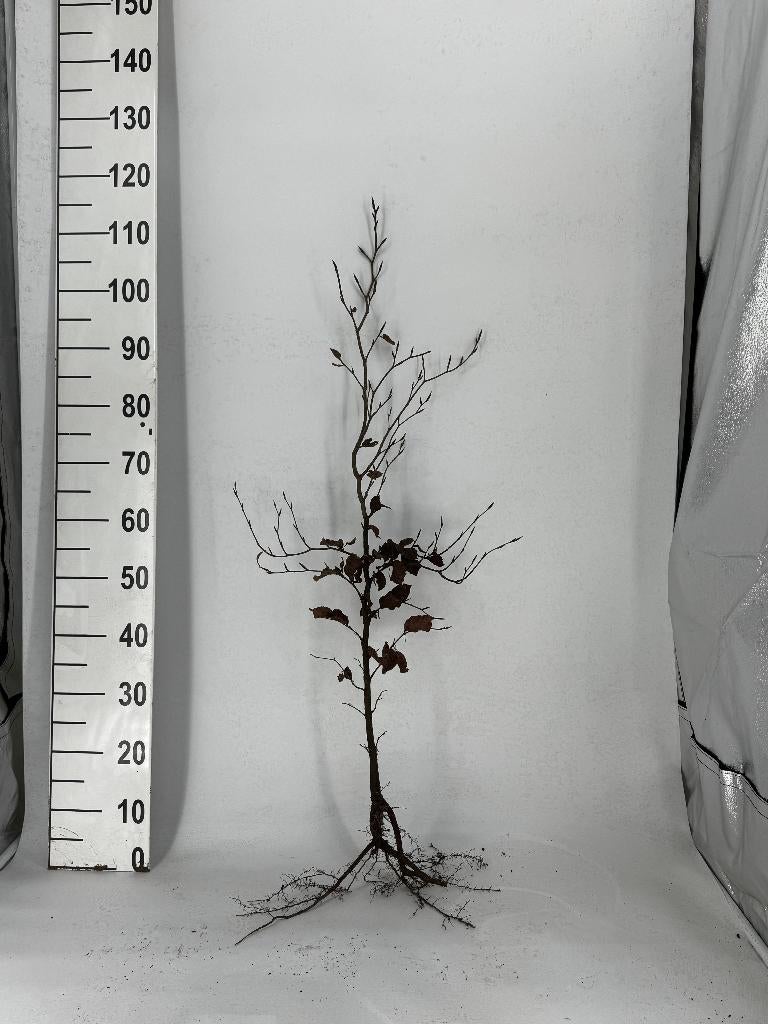 Haagplant Fagus Sylvatica Groene beukenhaag - Nu 50% korting, Tuin en Terras, Ophalen, Beukenhaag, Haag, 100 tot 250 cm