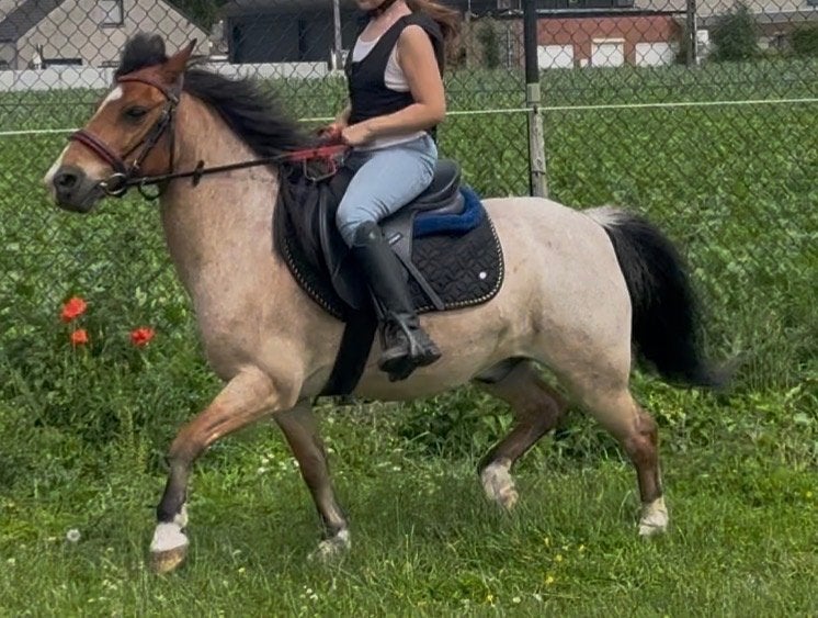Welsh/dartmoor pony, Animaux & Accessoires, Poneys, Hongre, Débourré, Poney A (jusqu'à 1.17 m), Poney de récréation, 11 ans ou plus
