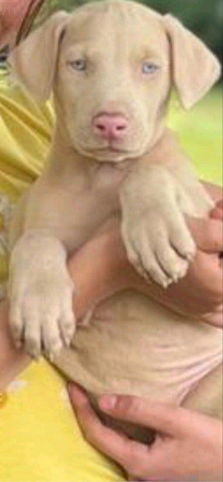 Witte dobermann puppy's, Dieren en Toebehoren, Honden | Bulldogs, Pinschers en Molossers, België, Fokker | Hobbymatig, Overige rassen