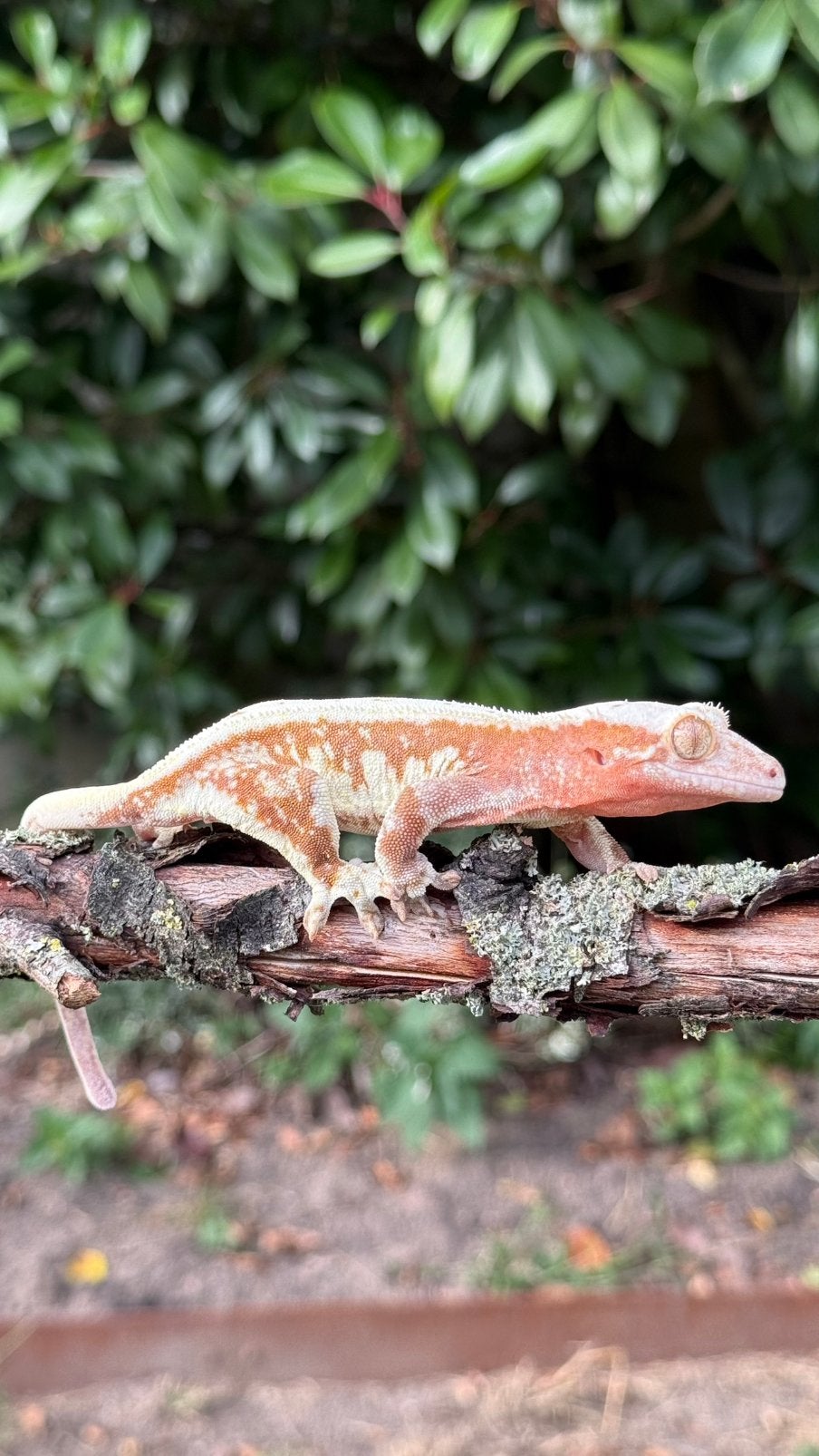 Wimpergekko 0.1