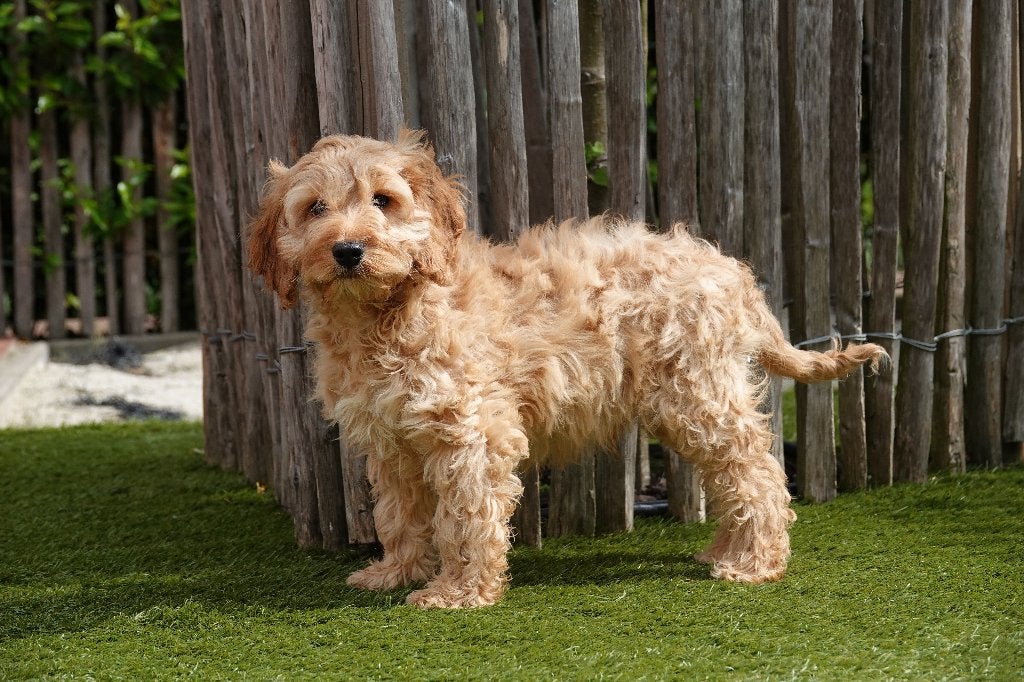 Prachtige Cockapoo pups (Abrikoos en abrikoos/rood), Parvo, België, Overige rassen, 8 tot 15 weken