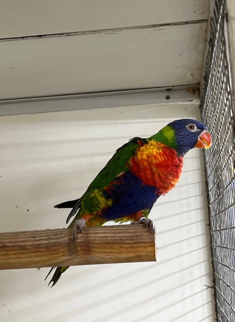 Loriquet de swainson, Plusieurs animaux, Perroquet, Bagué