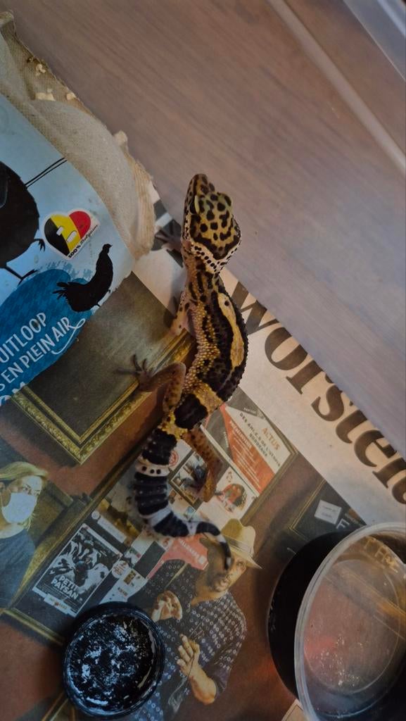 Luipaardgekko Vrouw Black Night, Dieren en Toebehoren, Reptielen en Amfibieën, Hagedis, 0 tot 2 jaar, Tam