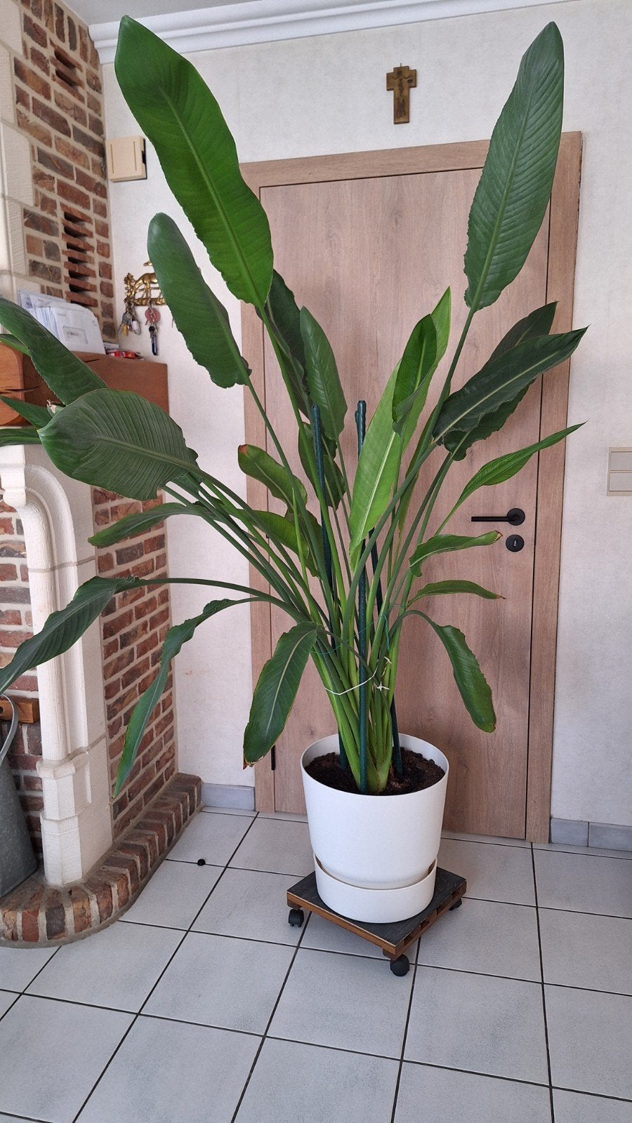 te koop Strelitzia Reginae, Tuin en Terras, Ophalen
