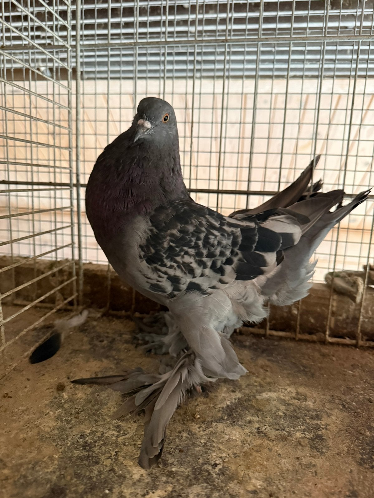 Gentse kropper blauwroek, gekrast duivin, Dieren en Toebehoren, Kropper