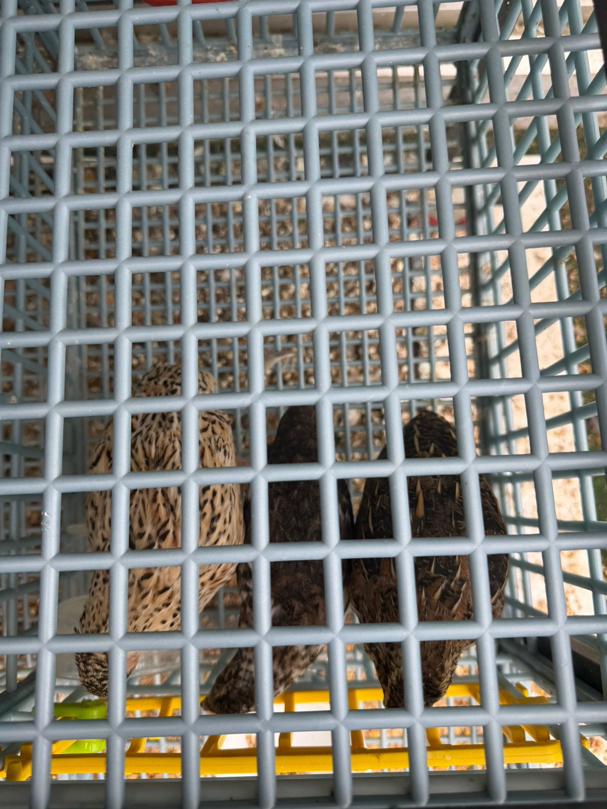 Cailles a vendre, Femelle