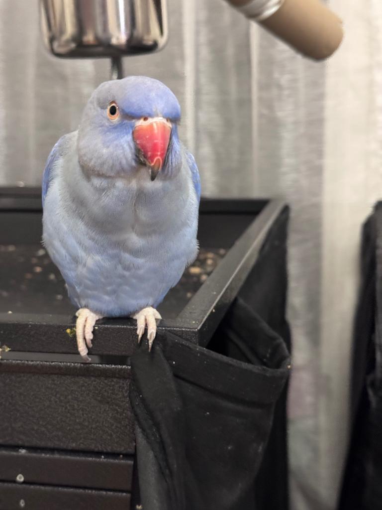 prachtige half getemde blauwe vrouwelijke papegaai, Vrouwelijk, Papegaai, Geringd
