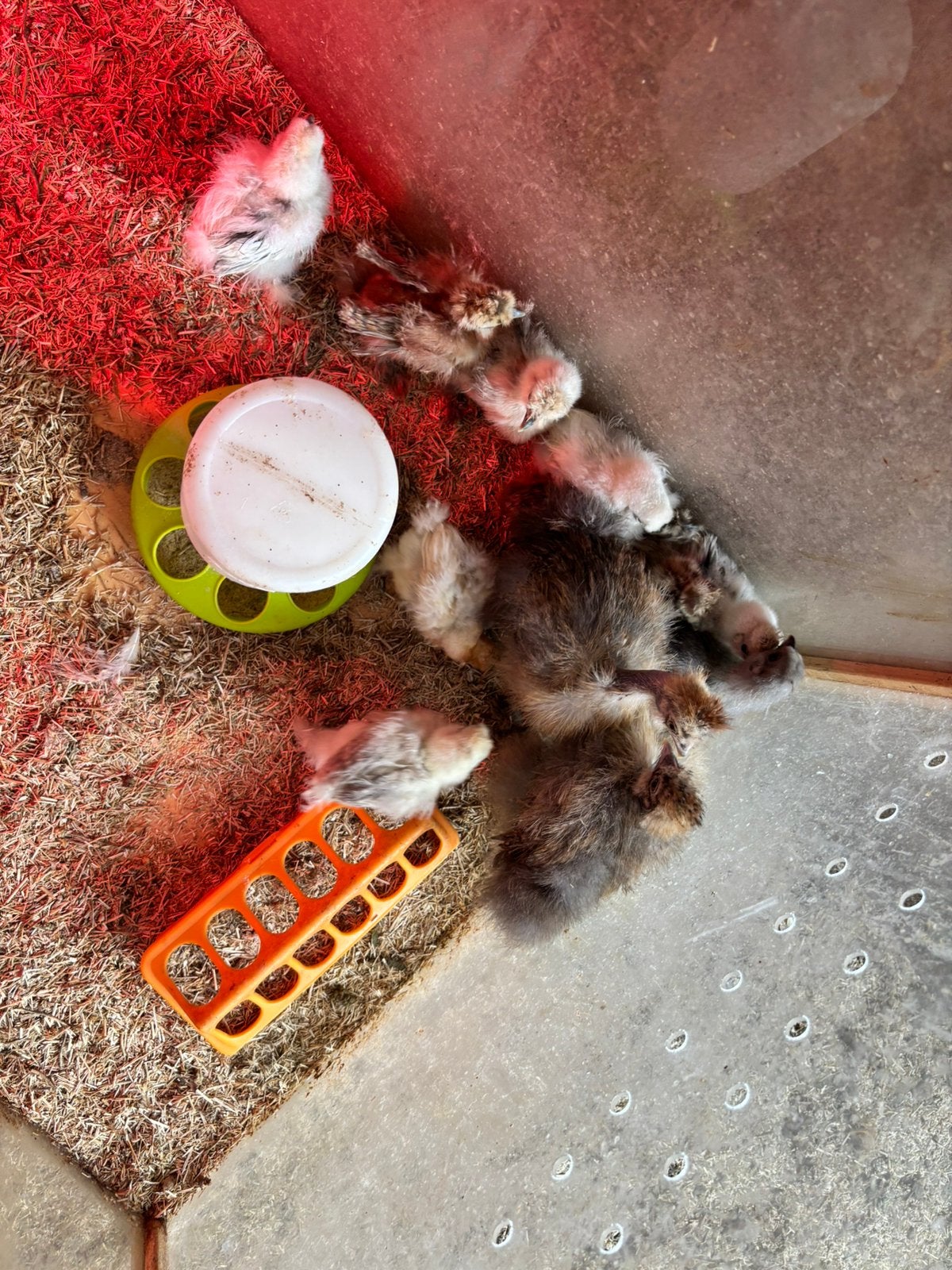 Kuikentjes zijdehoen, Dieren en Toebehoren, Pluimvee, Geslacht onbekend, Kip