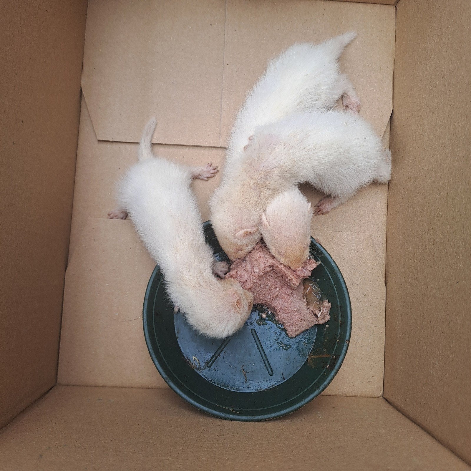 Furets 6 semaines, Mai, Plusieurs animaux