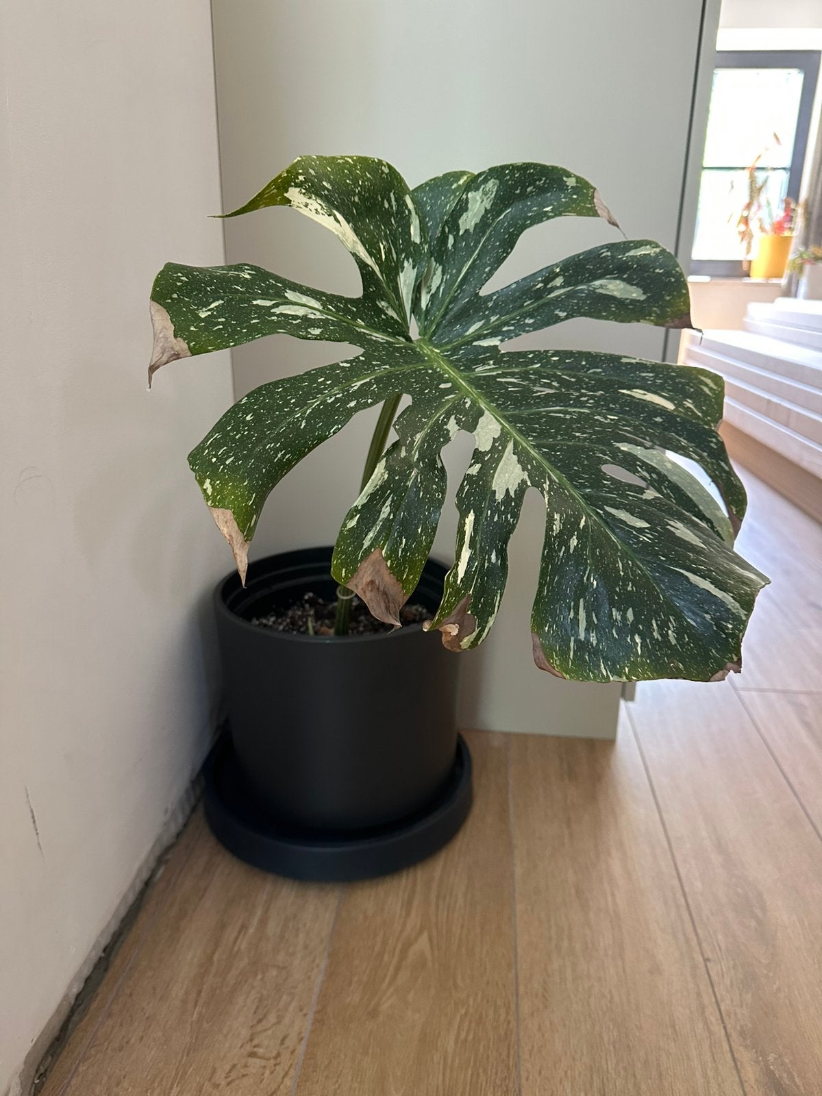 Monstera Thai Constellation stek met nieuw groeipunt, Ophalen, Overige soorten, Halfschaduw, Minder dan 100 cm