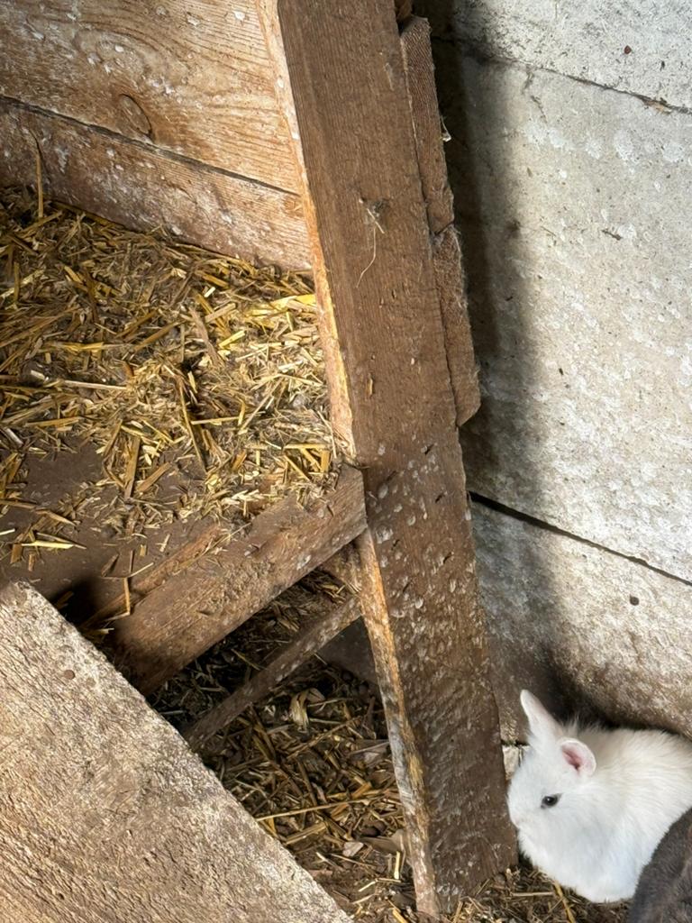 Konijnen, Dieren en Toebehoren, Pluimvee, Geslacht onbekend, Overige soorten